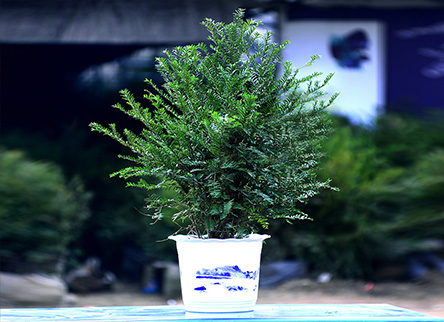 南方红豆杉的种植技术